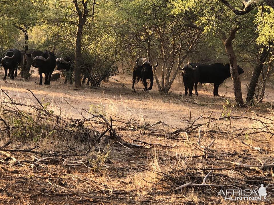 Cape Buffalo Herd South Africa