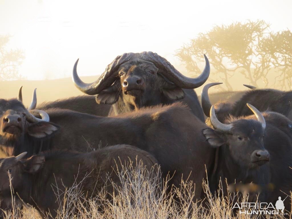 Cape Buffalo Herd South Africa