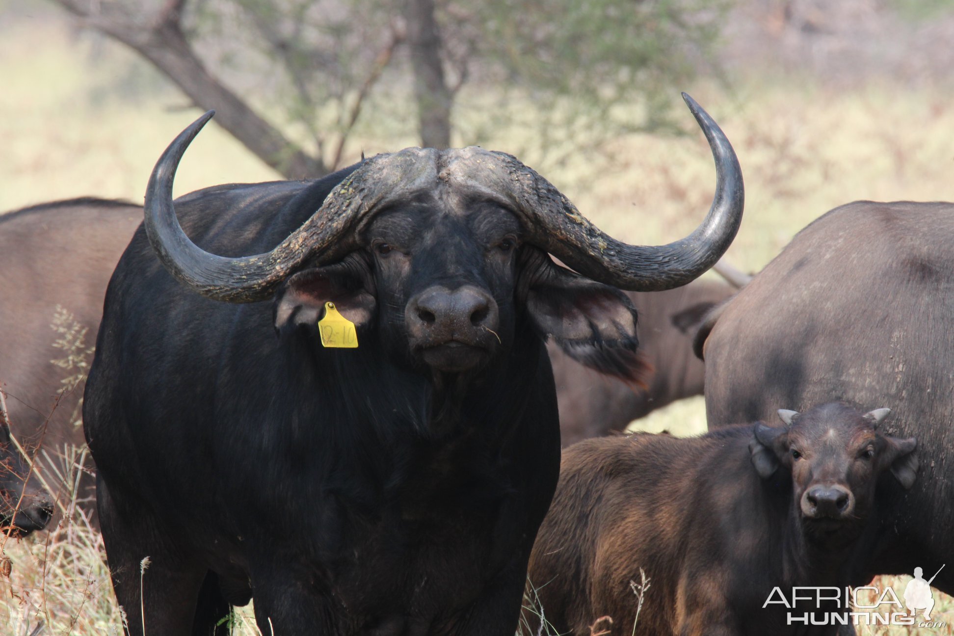 Cape Buffalo Herd South Africa