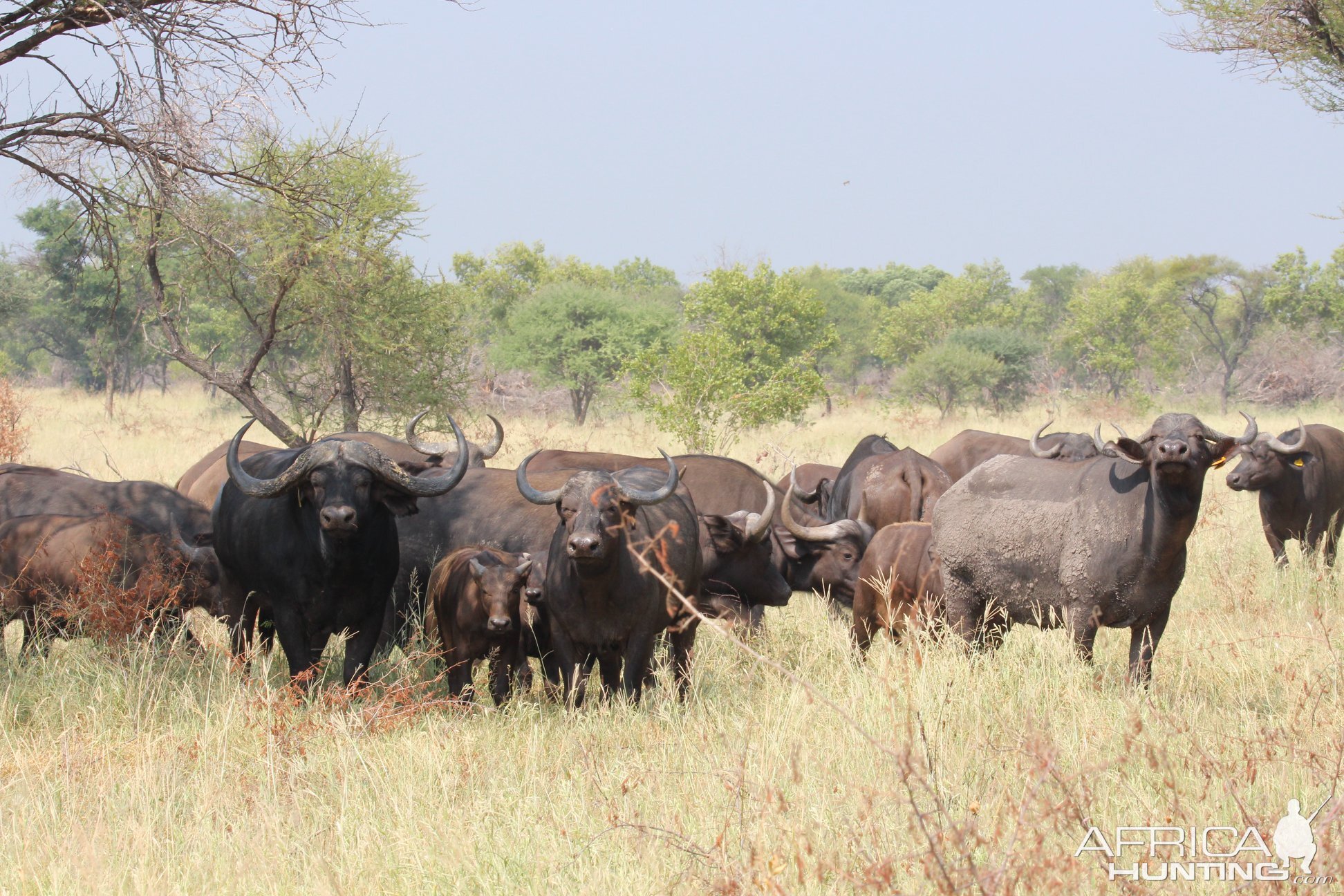 Cape Buffalo Herd South Africa