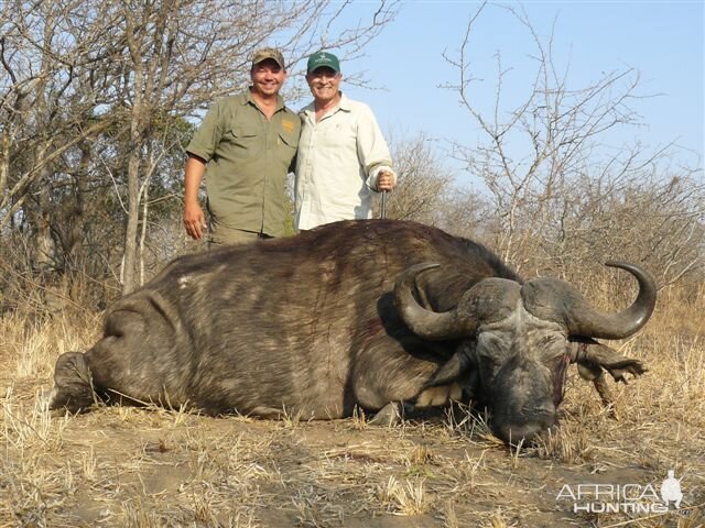 Cape Buffalo Hunt in South Africa