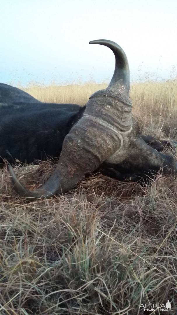 Cape Buffalo Hunt in South Africa