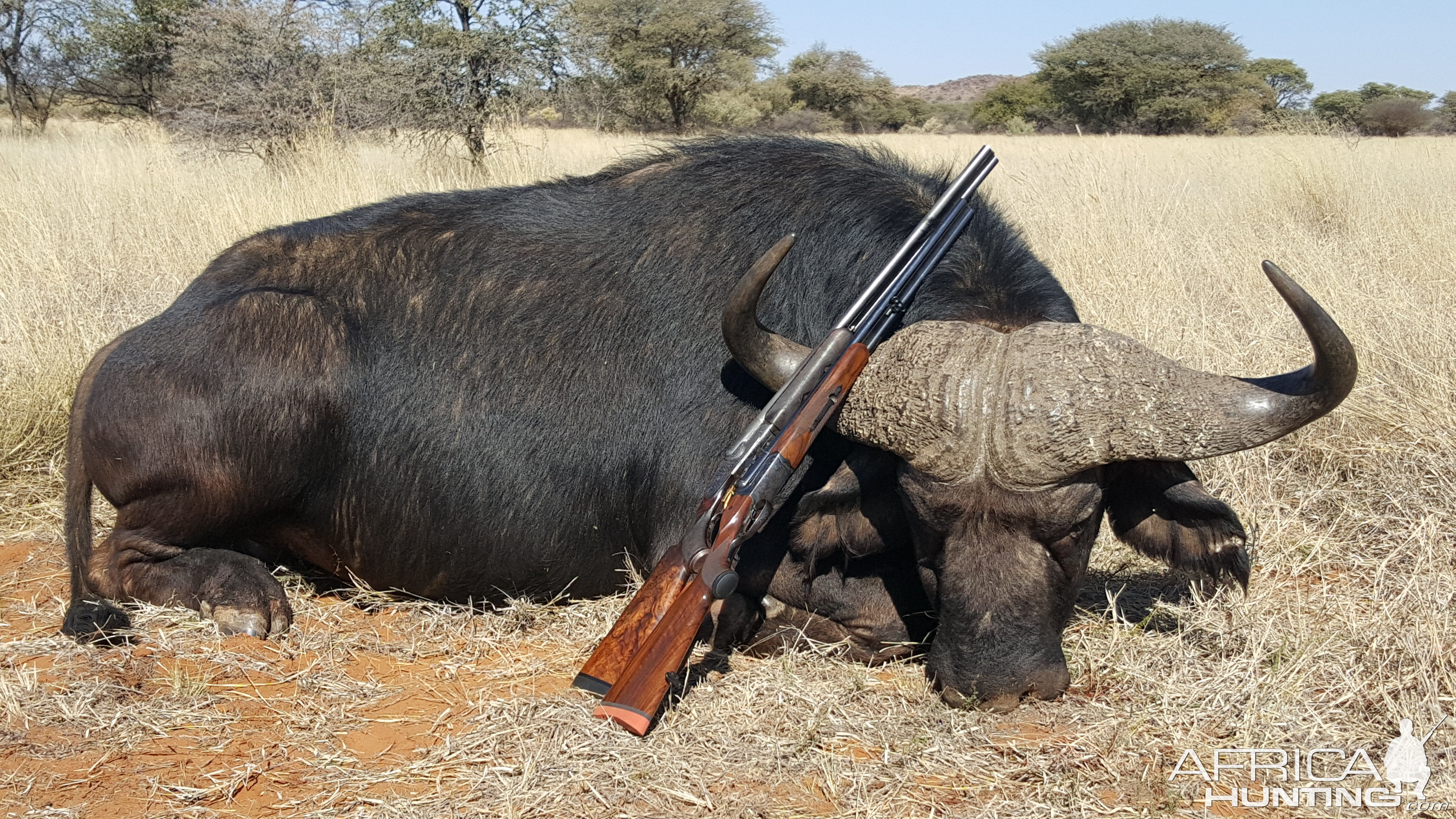 Cape Buffalo Hunt in South Africa