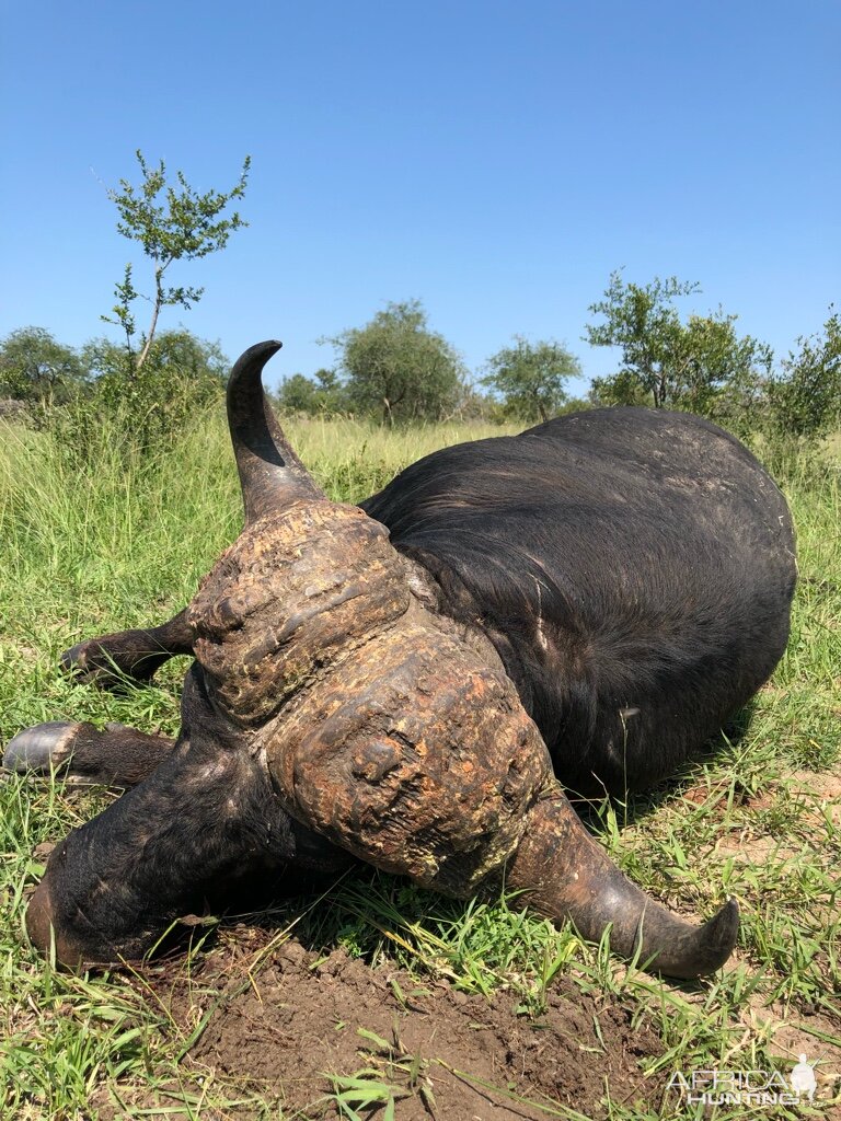 Cape Buffalo Hunt in South Africa