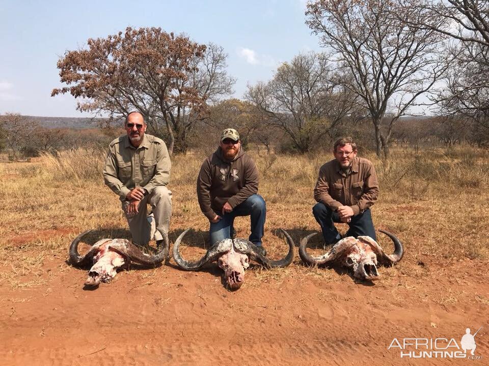 Cape Buffalo Hunt in South Africa