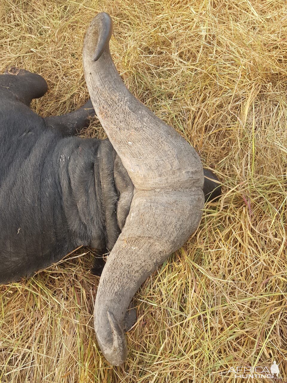 Cape Buffalo Hunt in Tanzania