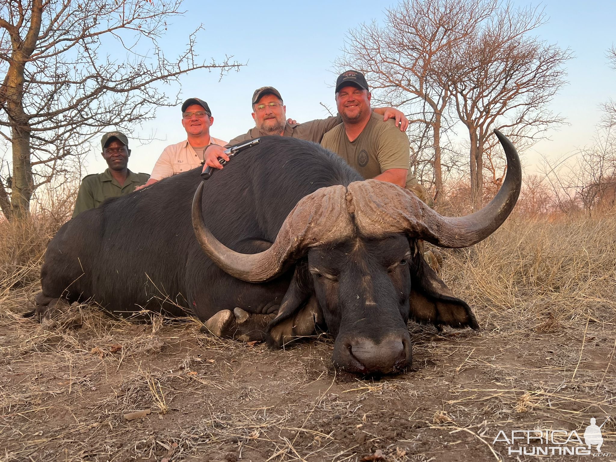 Cape Buffalo Hunt Limpopo South Africa