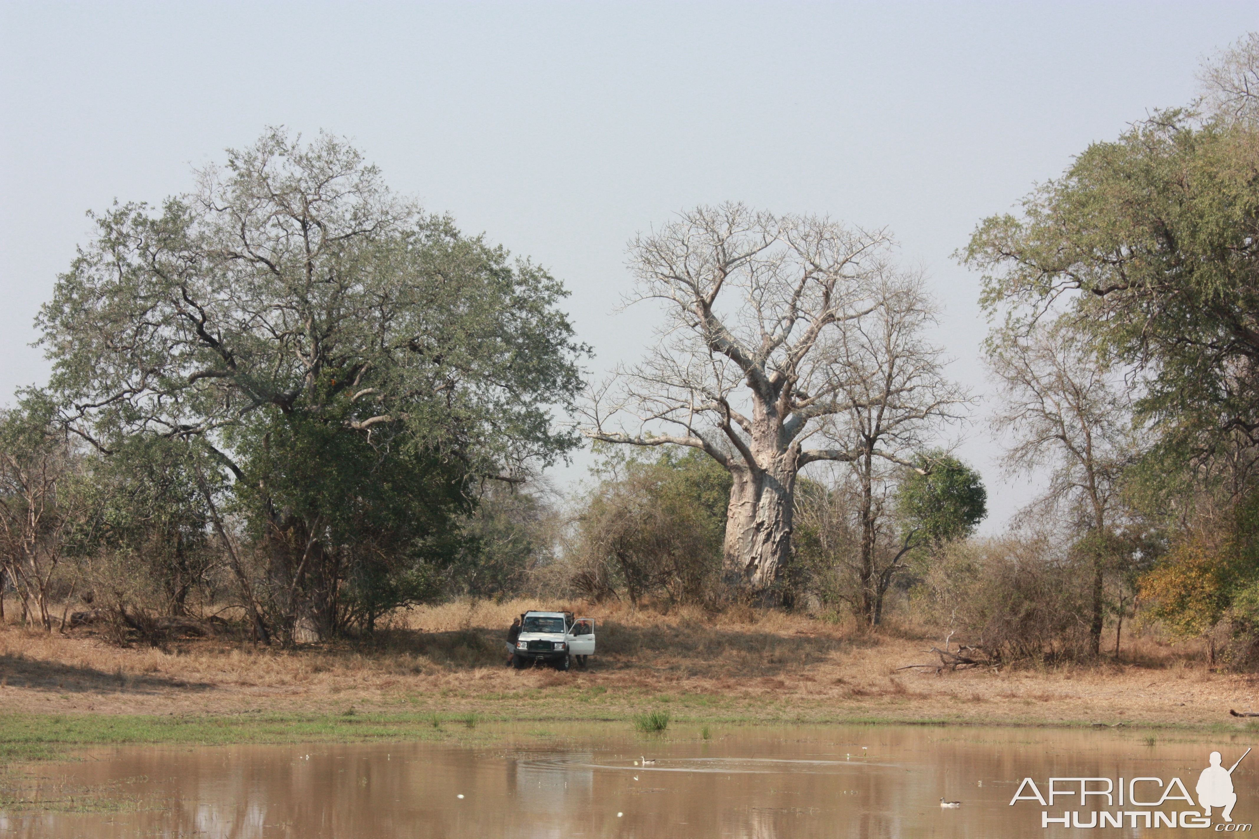 Cape Buffalo Hunt Mozambique