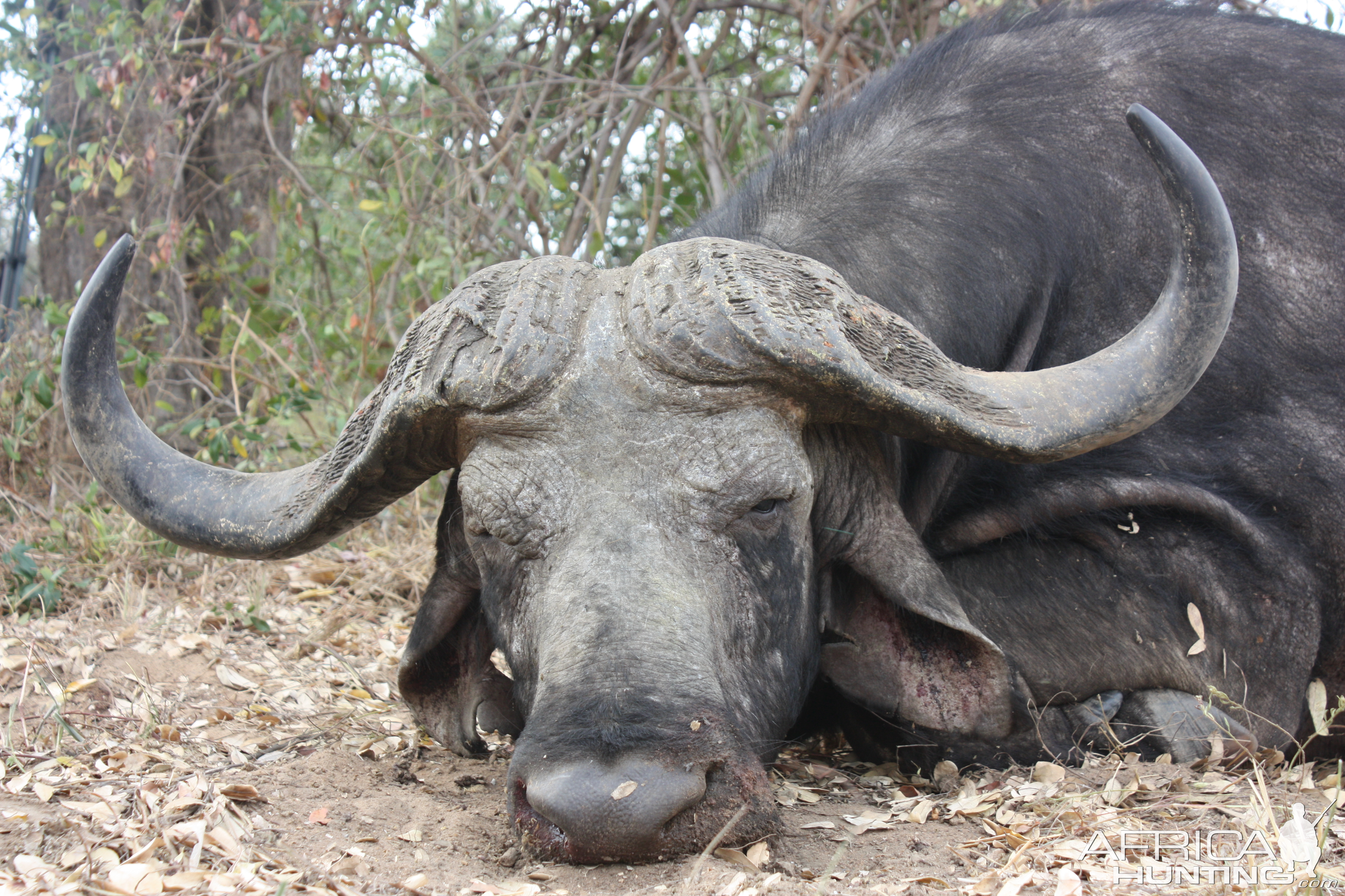 Cape Buffalo Hunt Mozambique