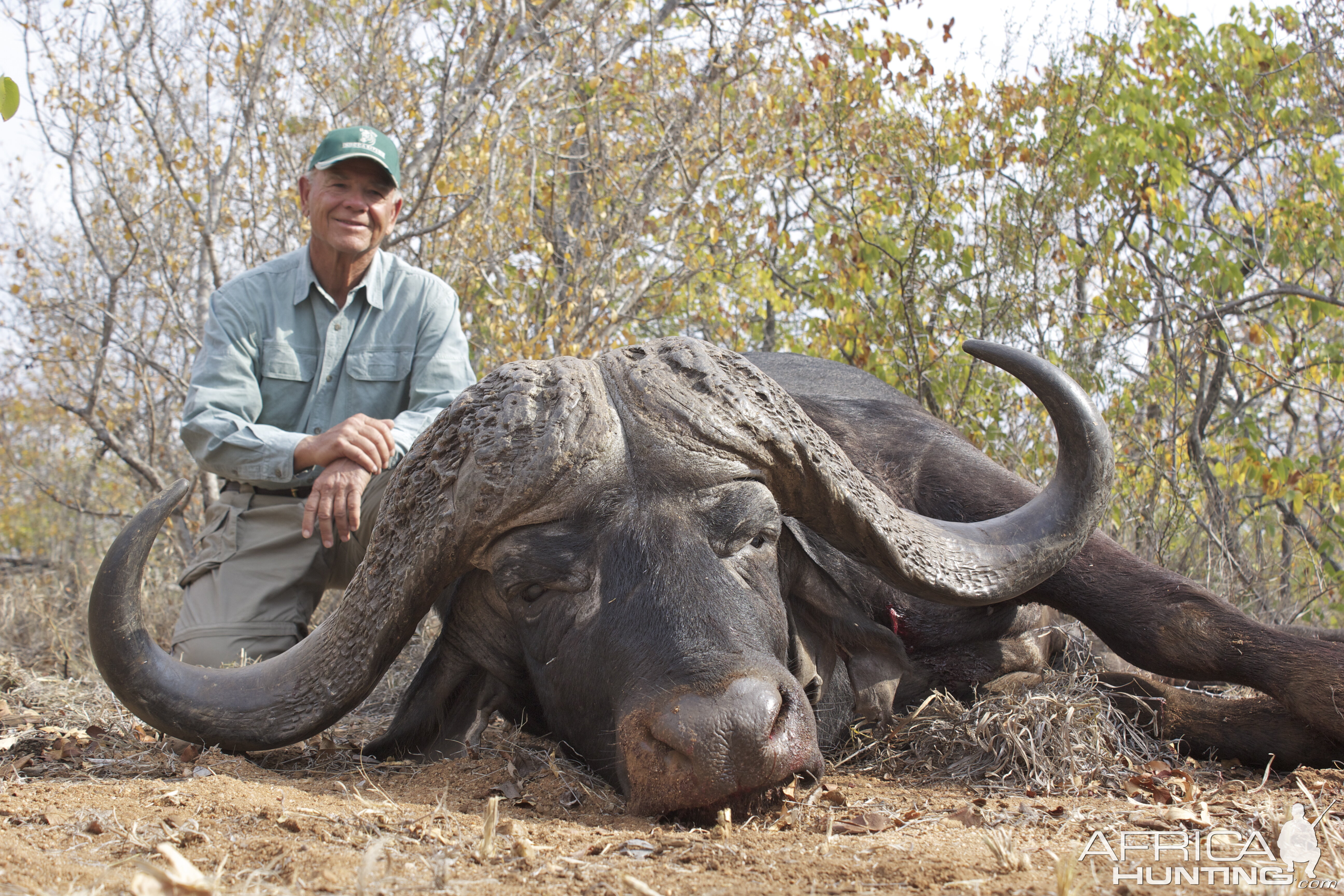 Cape Buffalo Hunt Mpumalanga South Africa