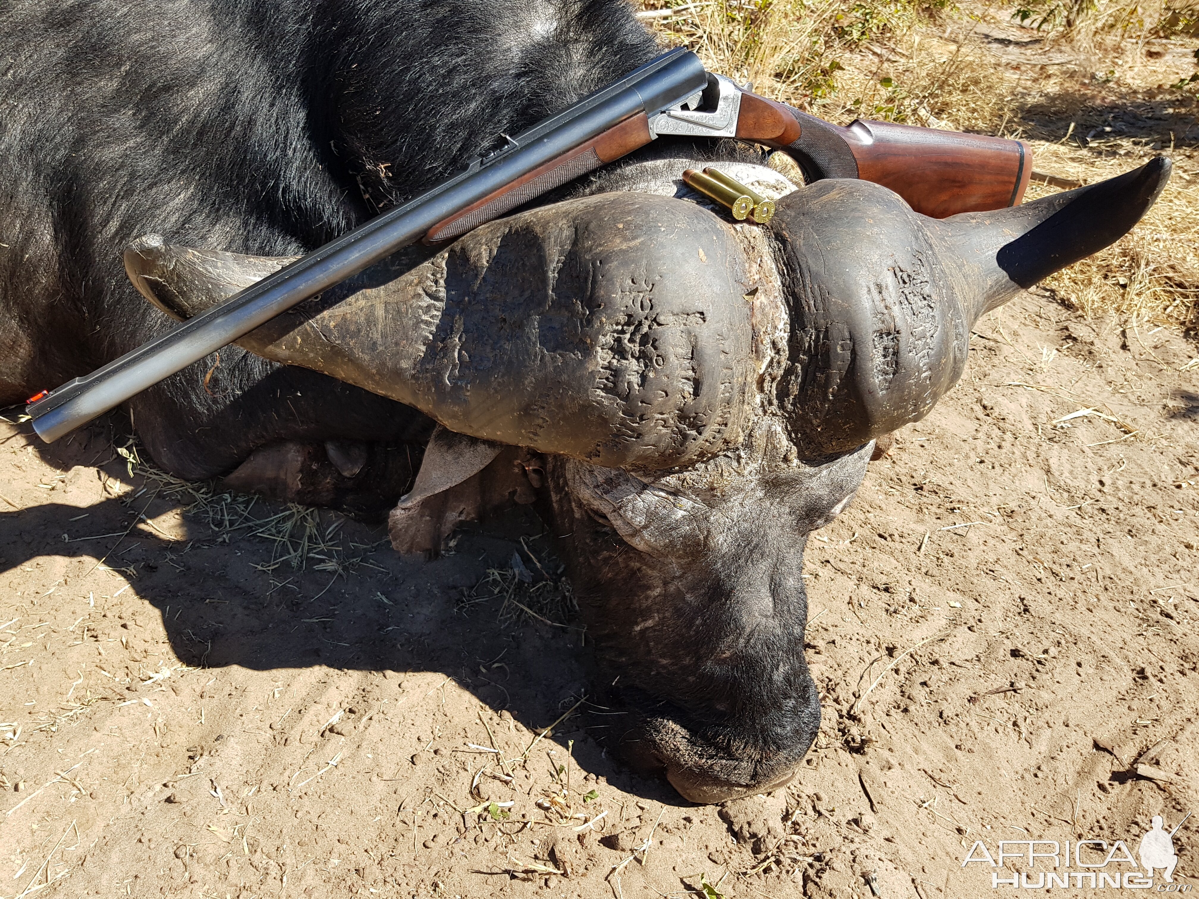 Cape Buffalo Hunt Namibia