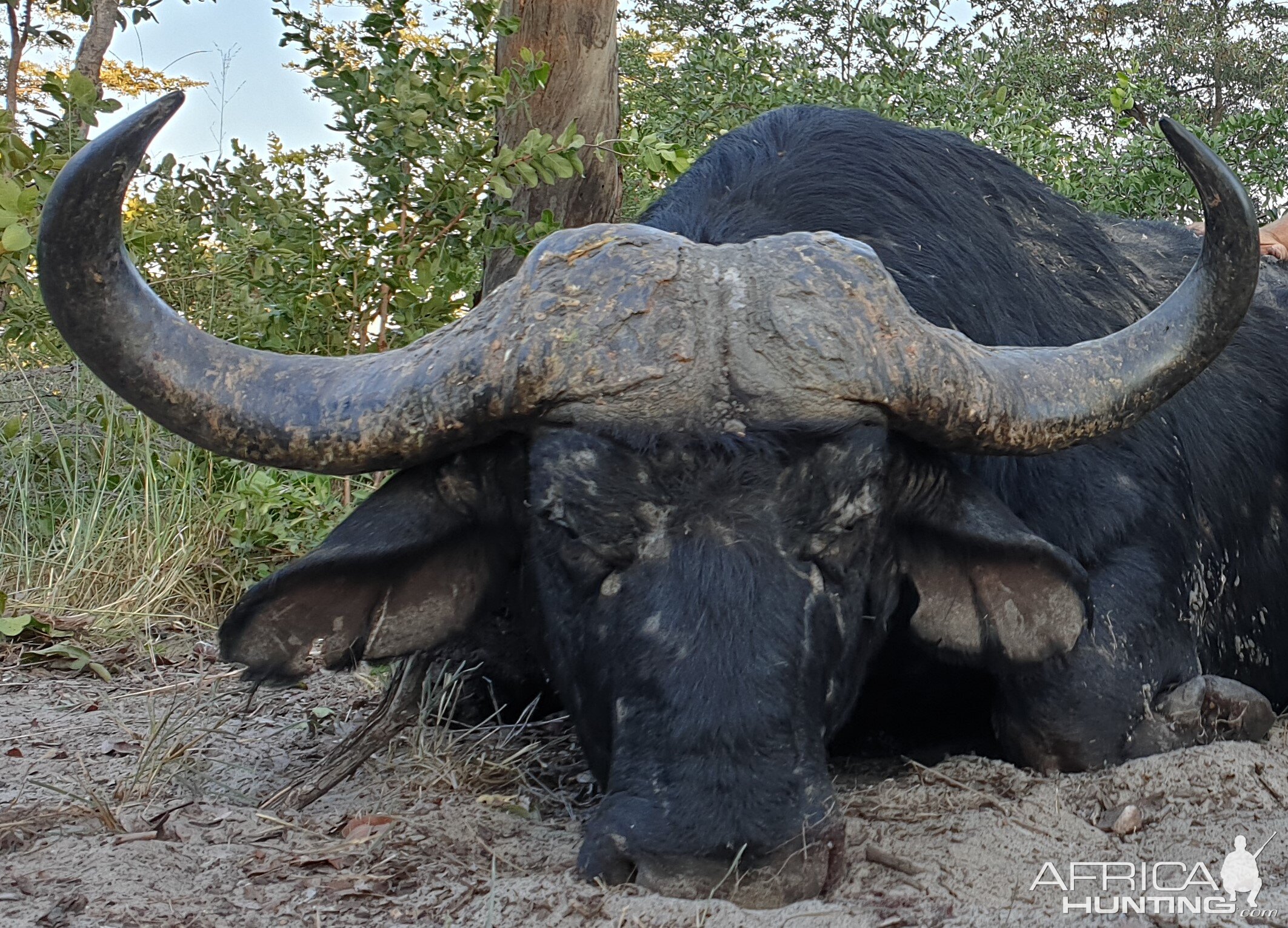 Cape Buffalo Hunt Namibia