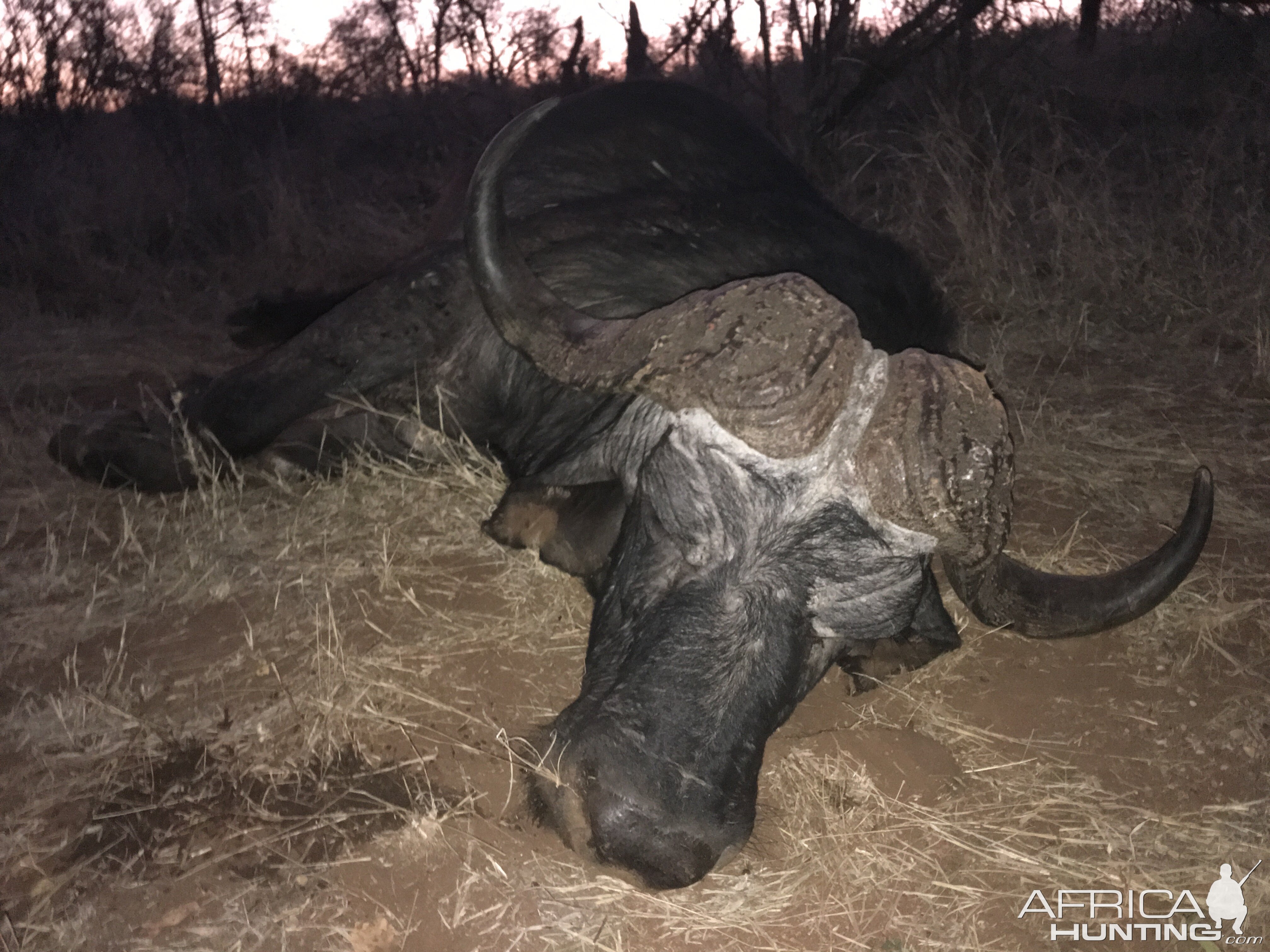 Cape Buffalo Hunt South Africa