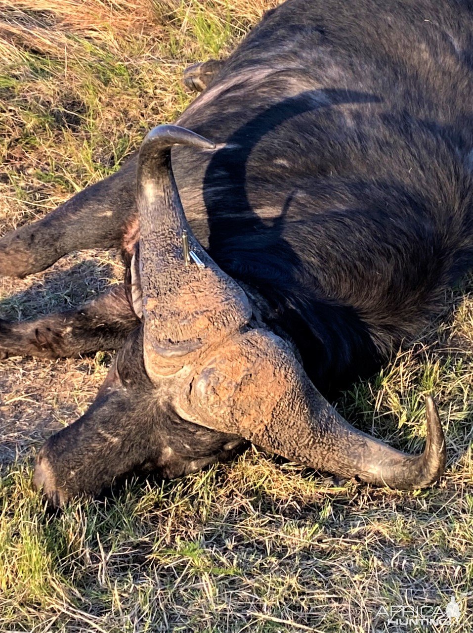 Cape Buffalo Hunt South Africa