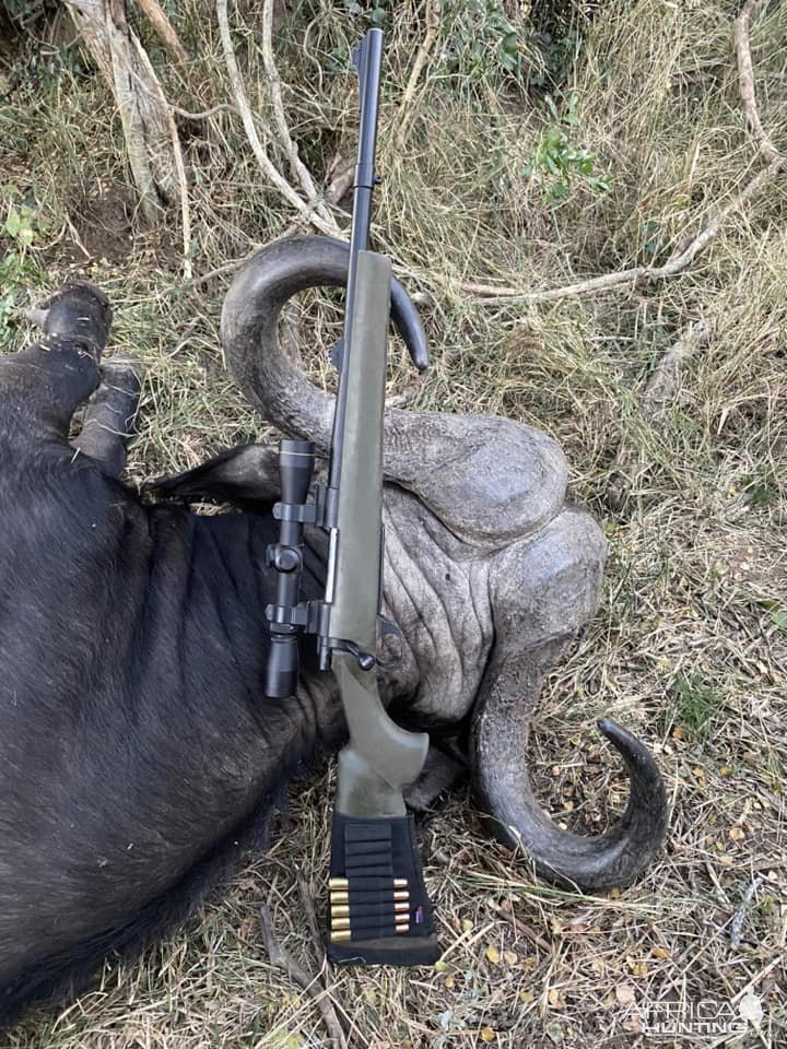 Cape Buffalo Hunt South Africa