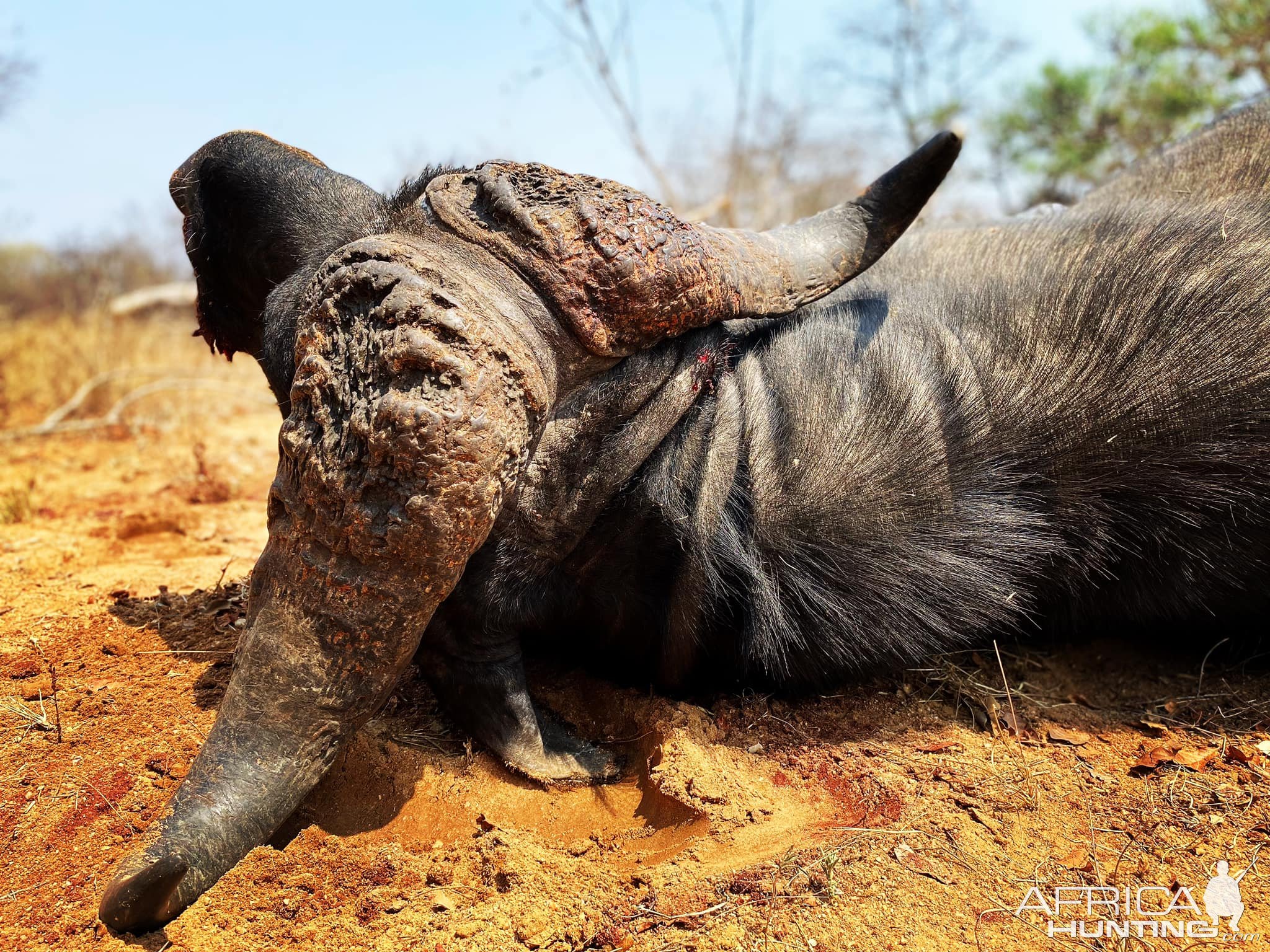 Cape Buffalo Hunt South Africa