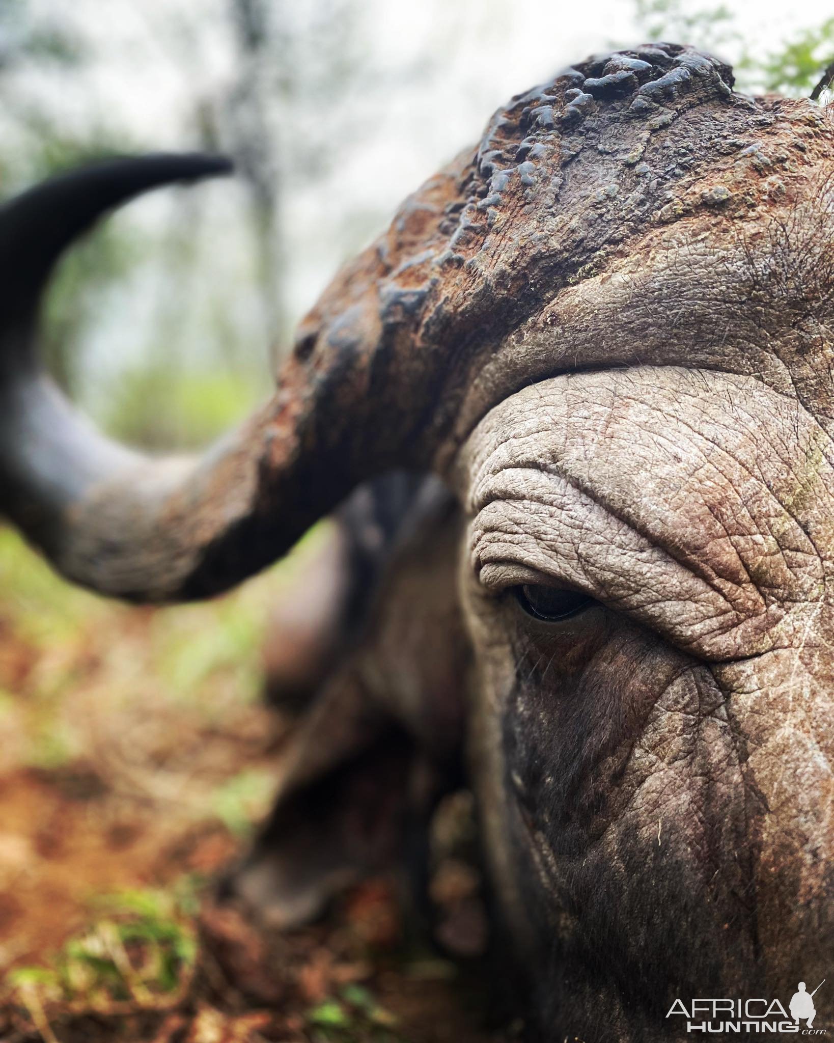 Cape Buffalo Hunt South Africa