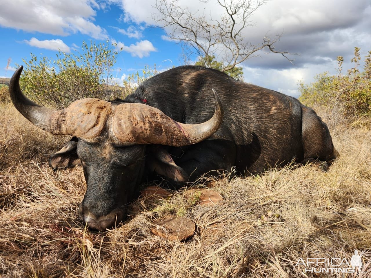 Cape Buffalo Hunt South Africa