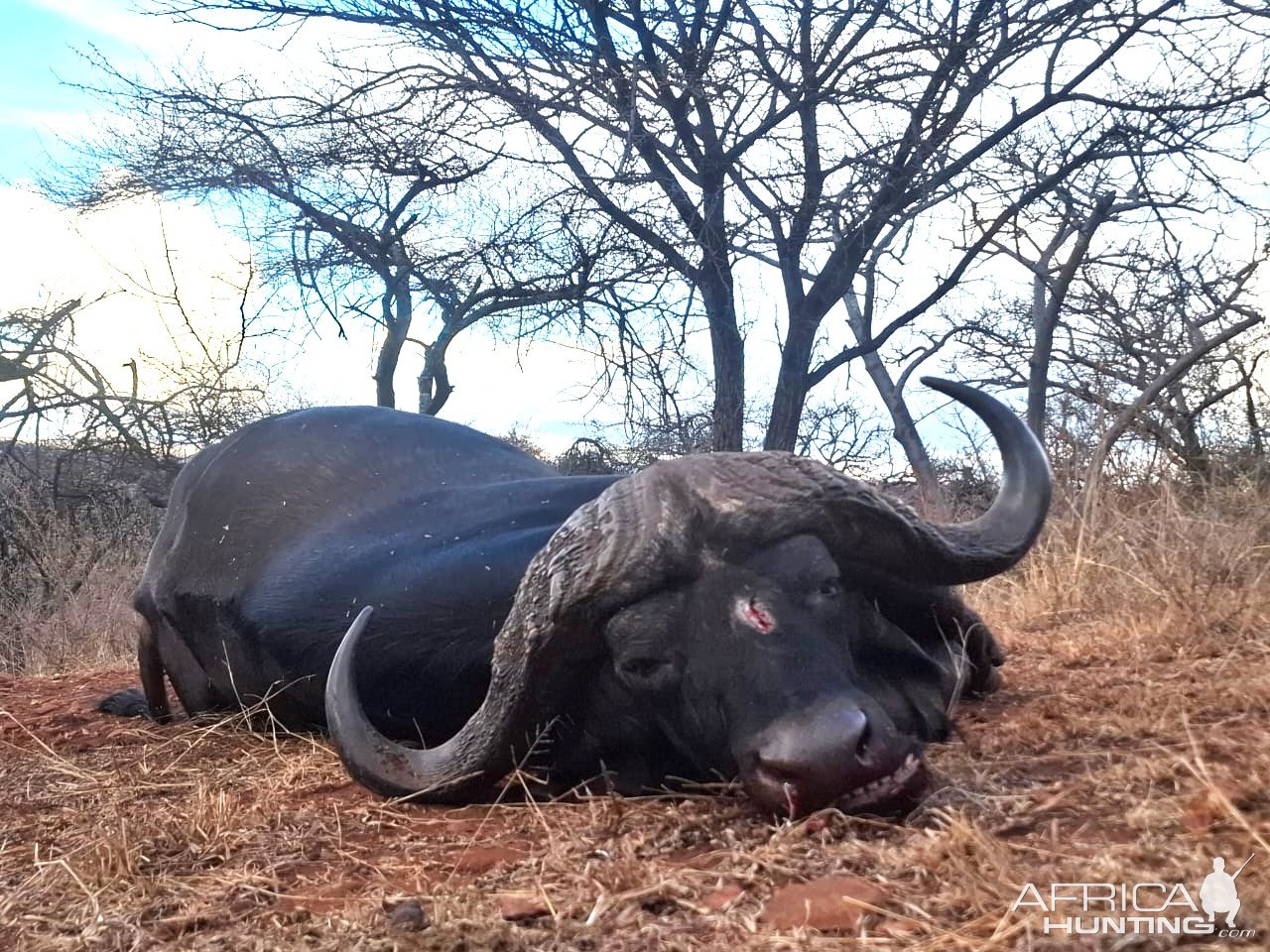 Cape Buffalo Hunt South Africa