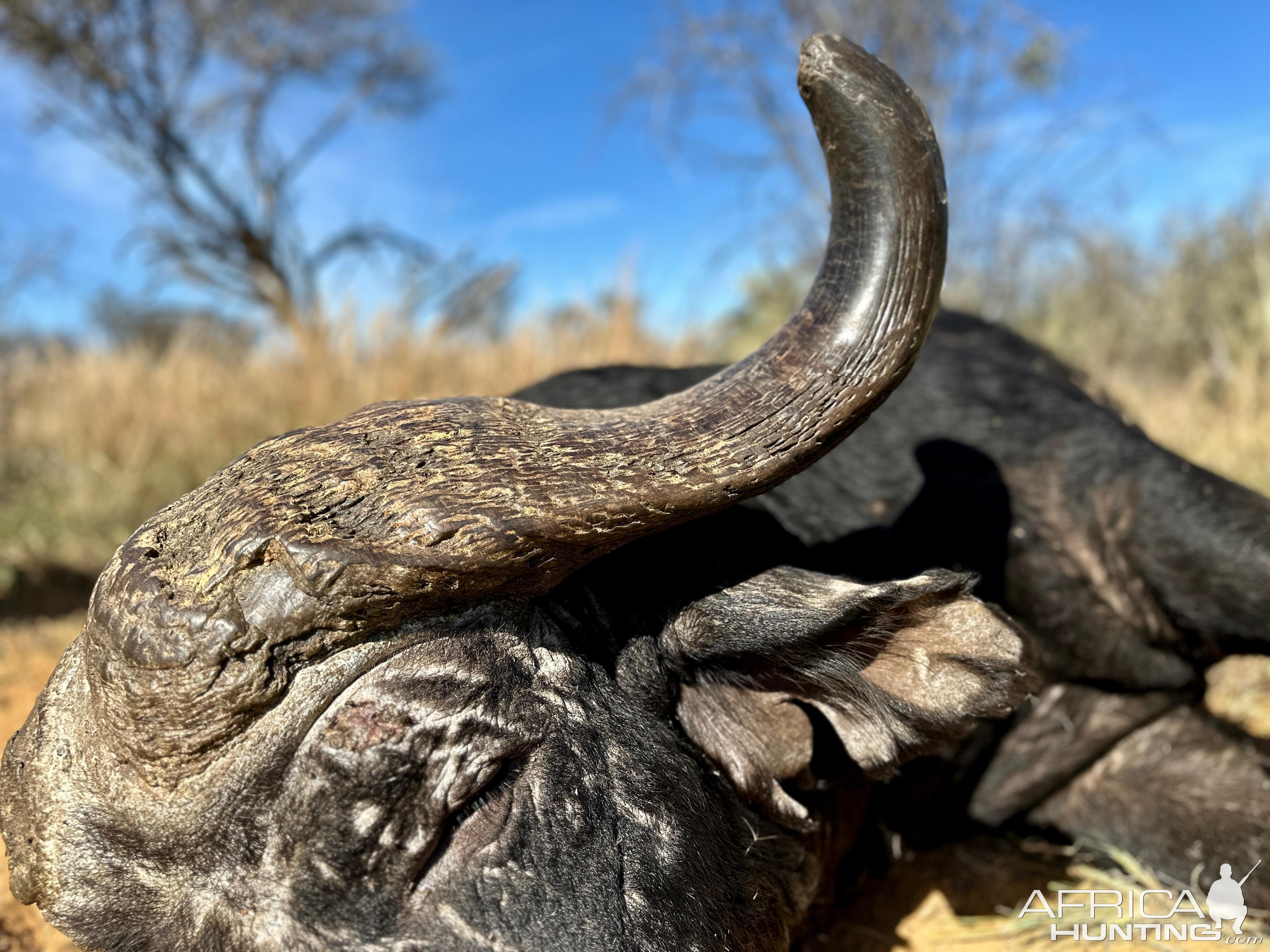 Cape Buffalo Hunt South Africa