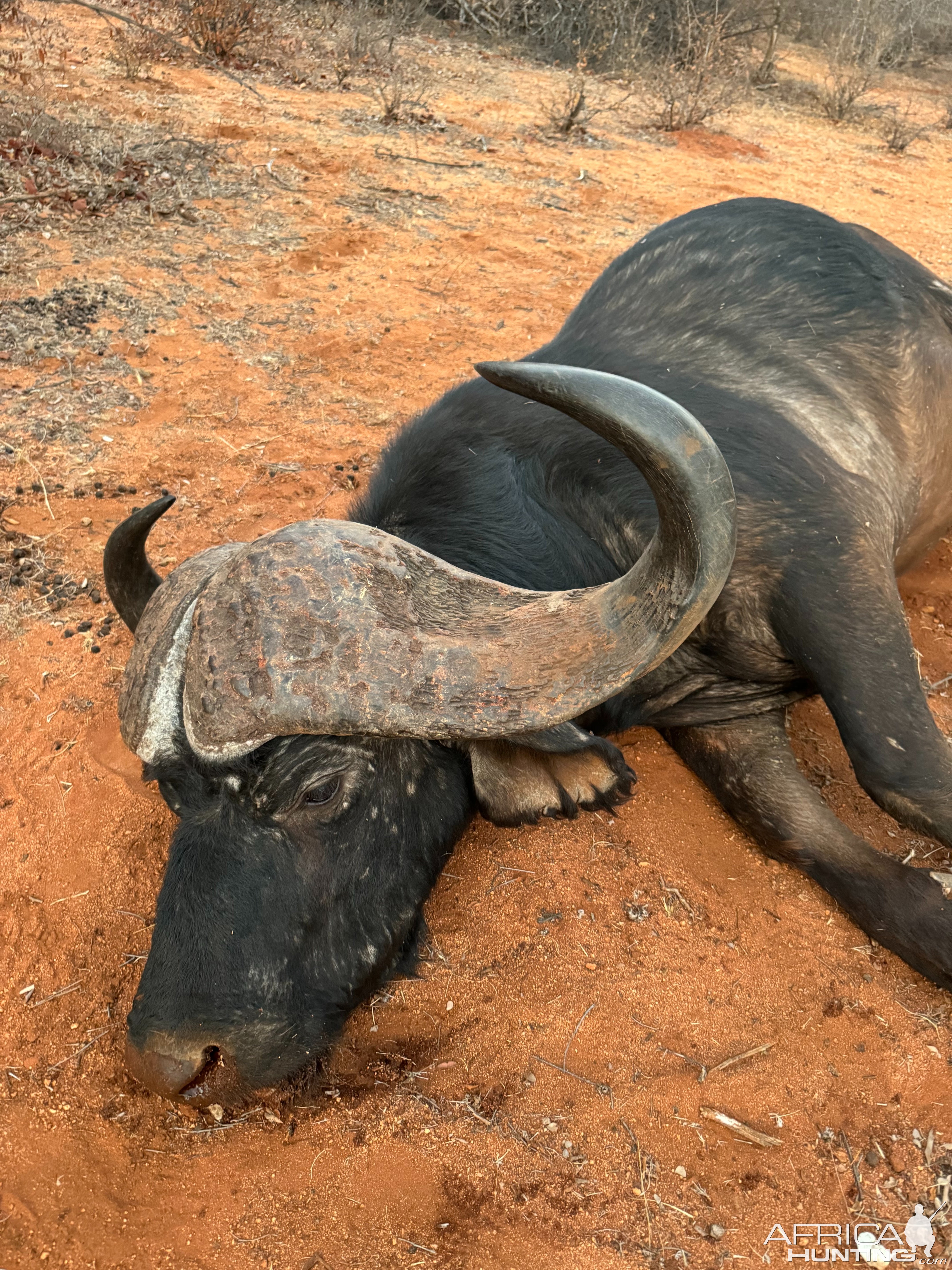 Cape Buffalo Hunt South Africa