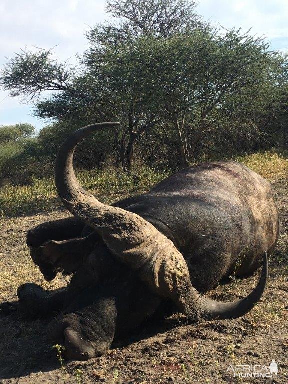 Cape Buffalo Hunt South Africa