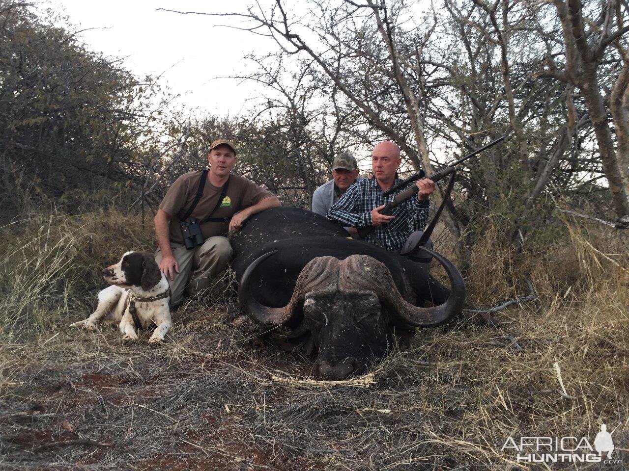 Cape Buffalo Hunt South Africa