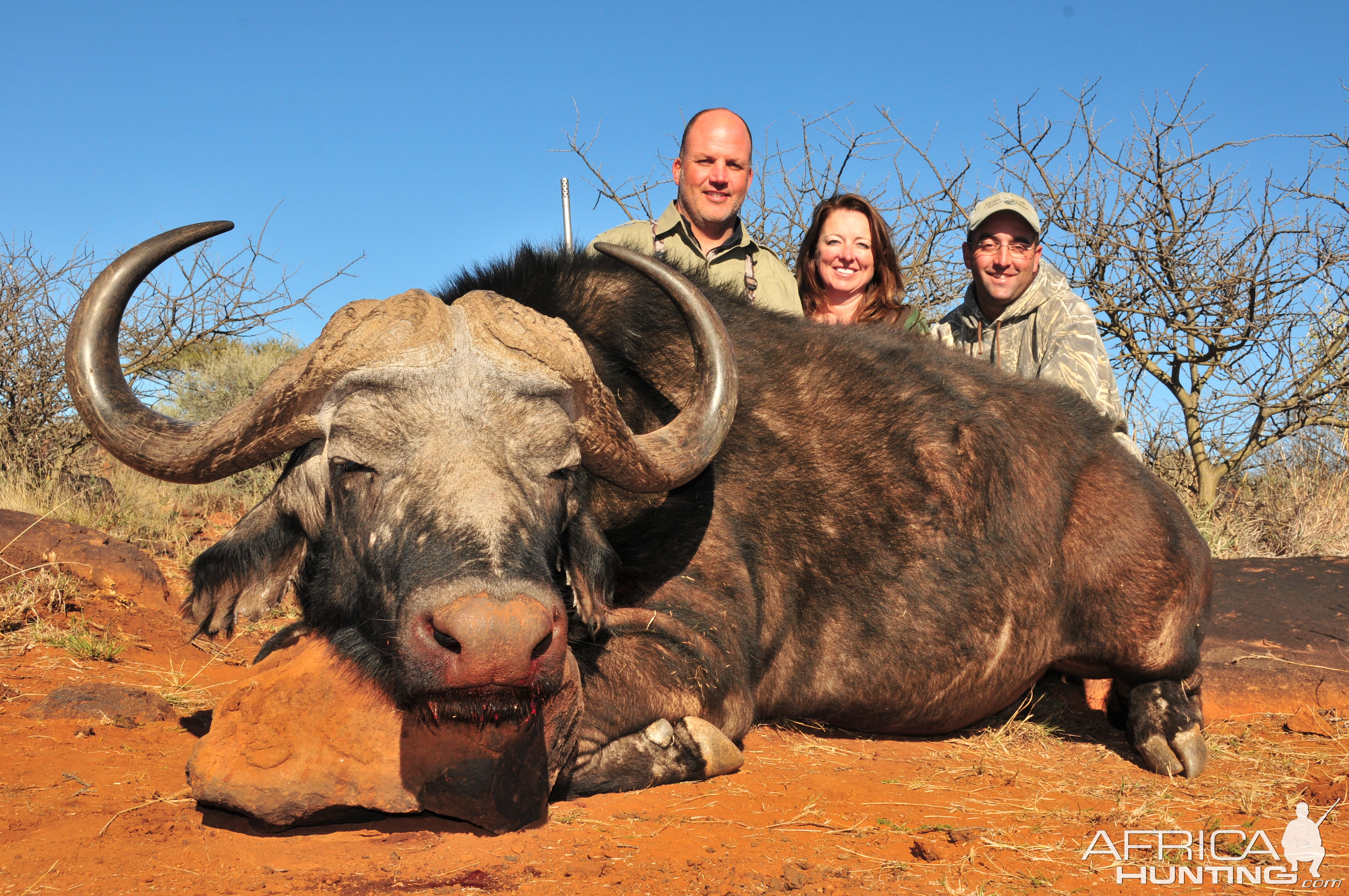 Cape Buffalo Hunt South Africa