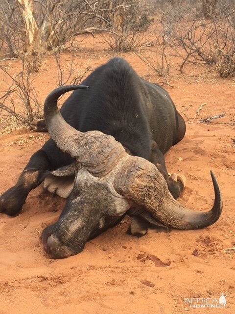 Cape Buffalo Hunt South Africa