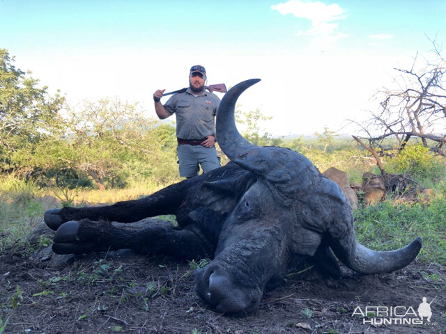 Cape Buffalo Hunt South Africa