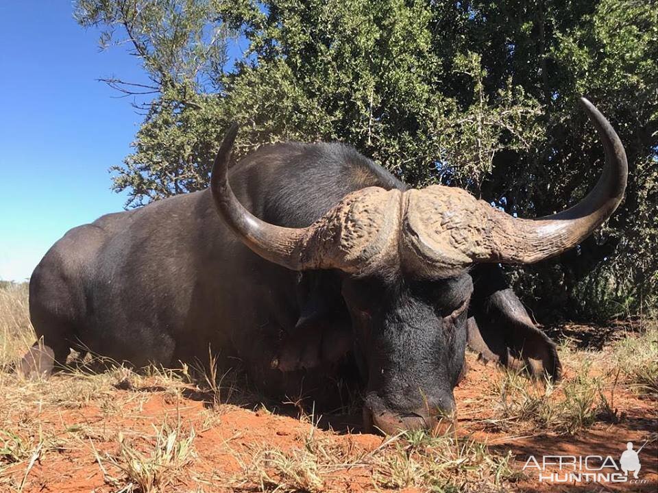 Cape Buffalo Hunt South Africa