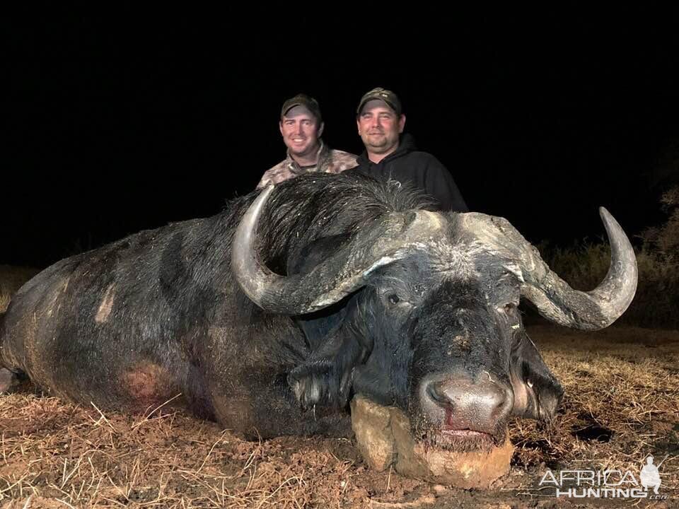 Cape Buffalo Hunt South Africa