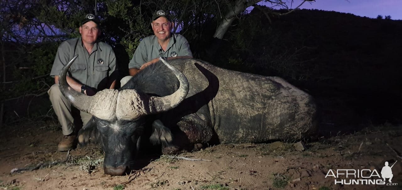 Cape Buffalo Hunt South Africa