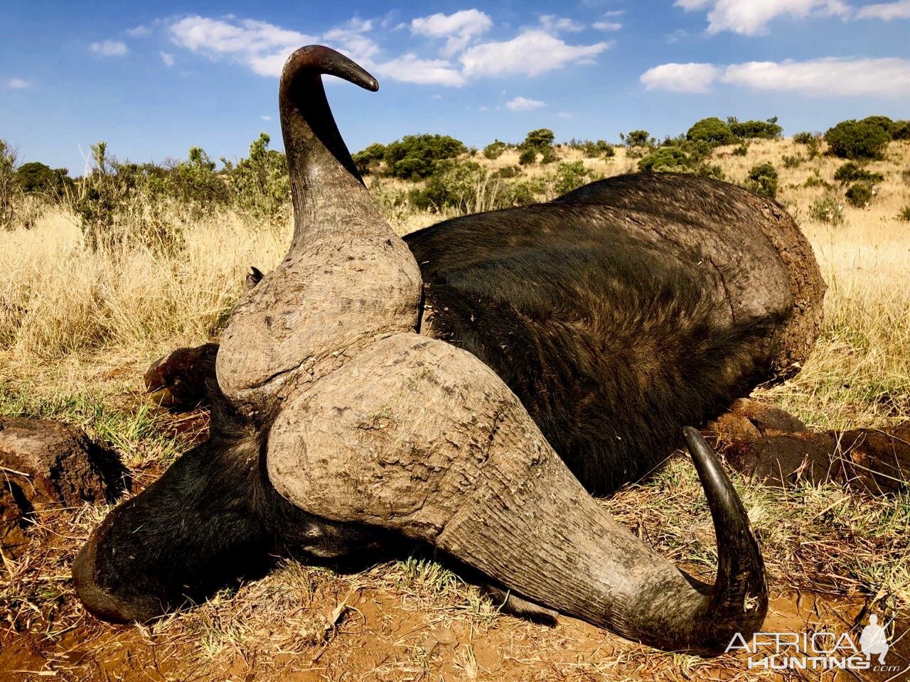 Cape Buffalo Hunt South Africa