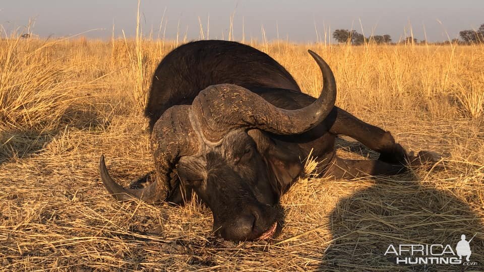 Cape Buffalo Hunt Tanzania