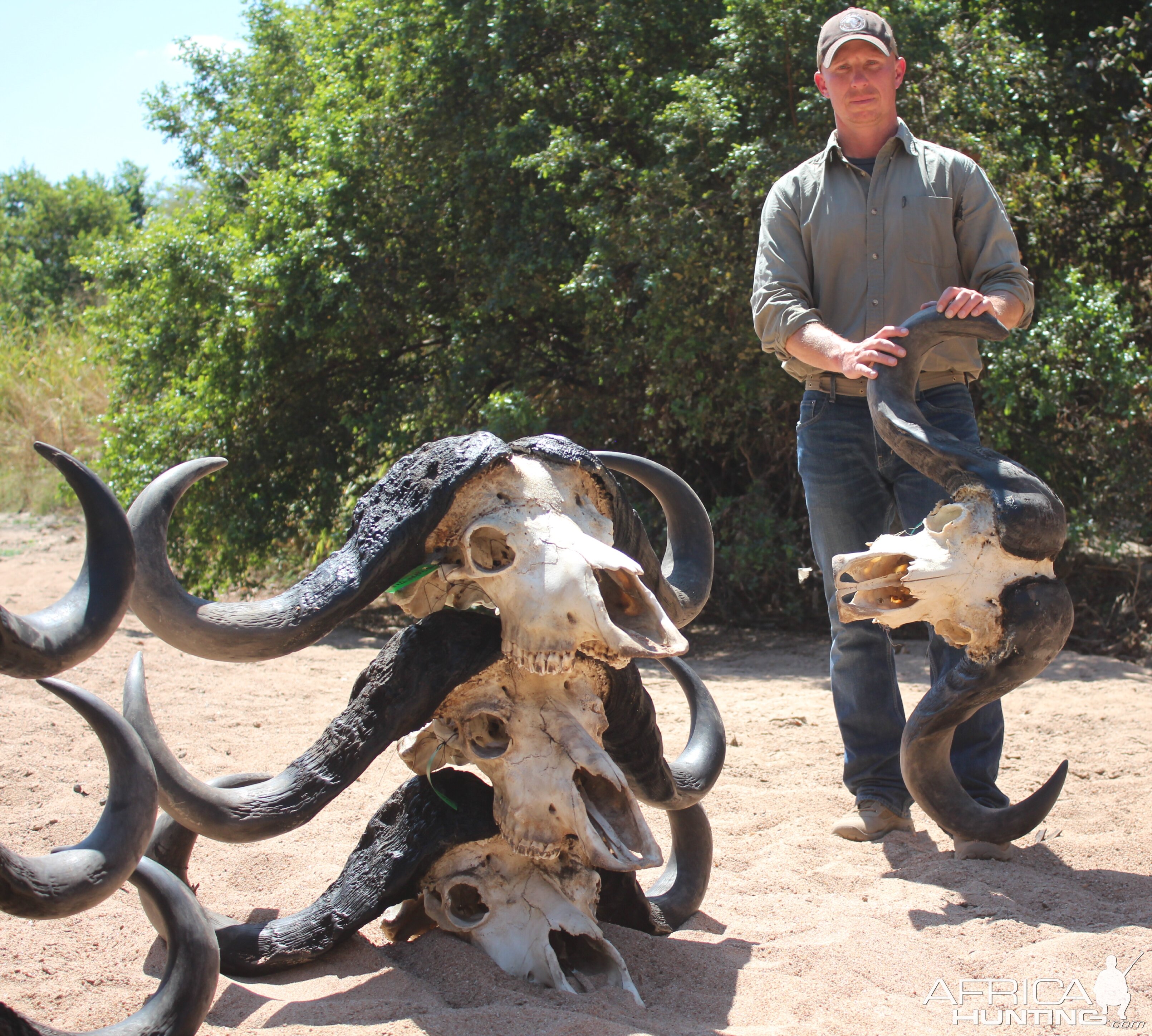 Cape Buffalo Hunt Tanzania