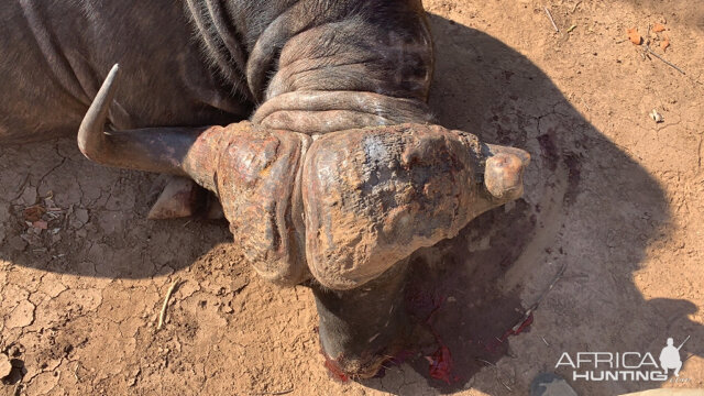 Cape Buffalo Hunt Zambia