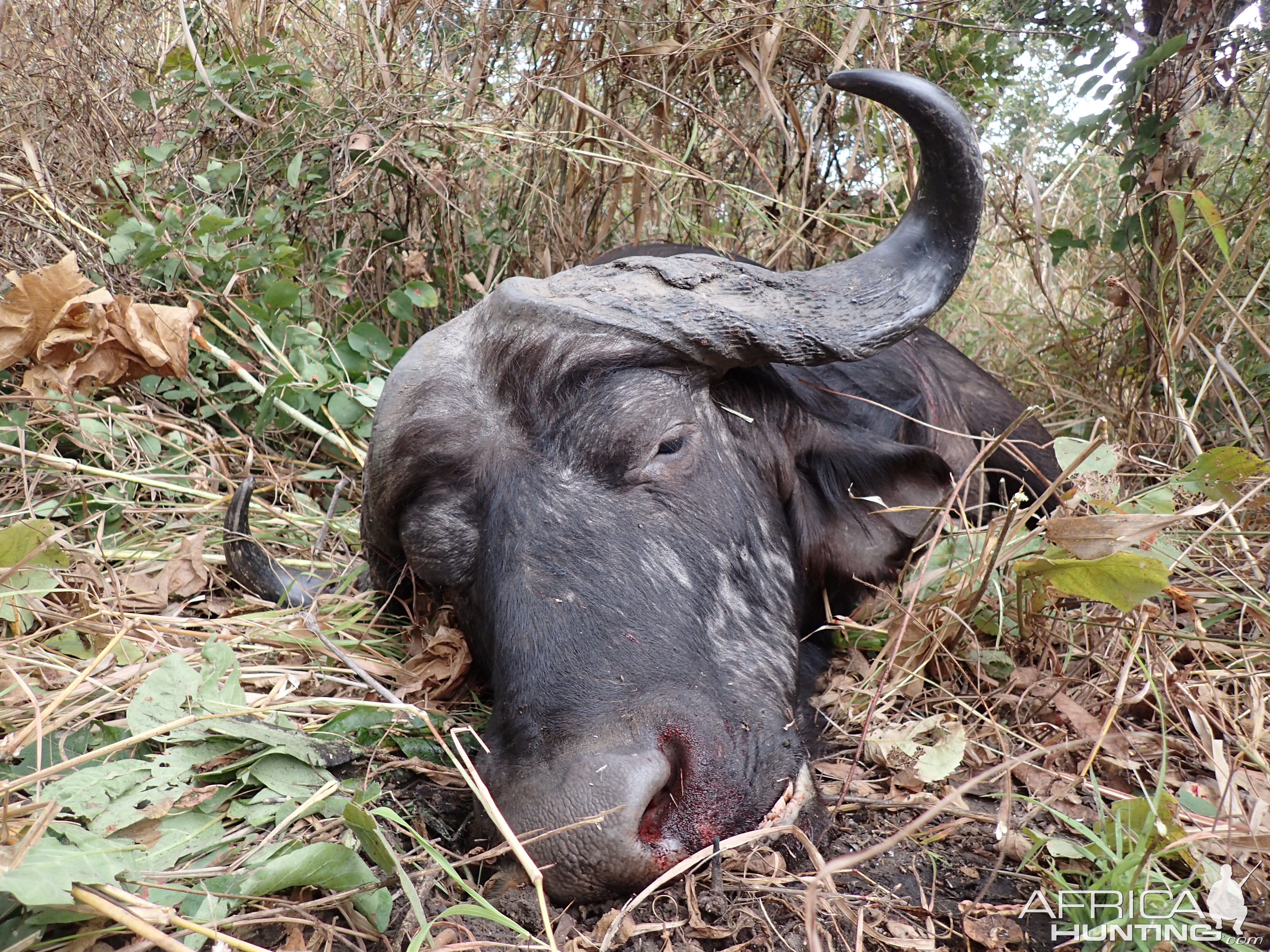 Cape Buffalo Hunt Zambia