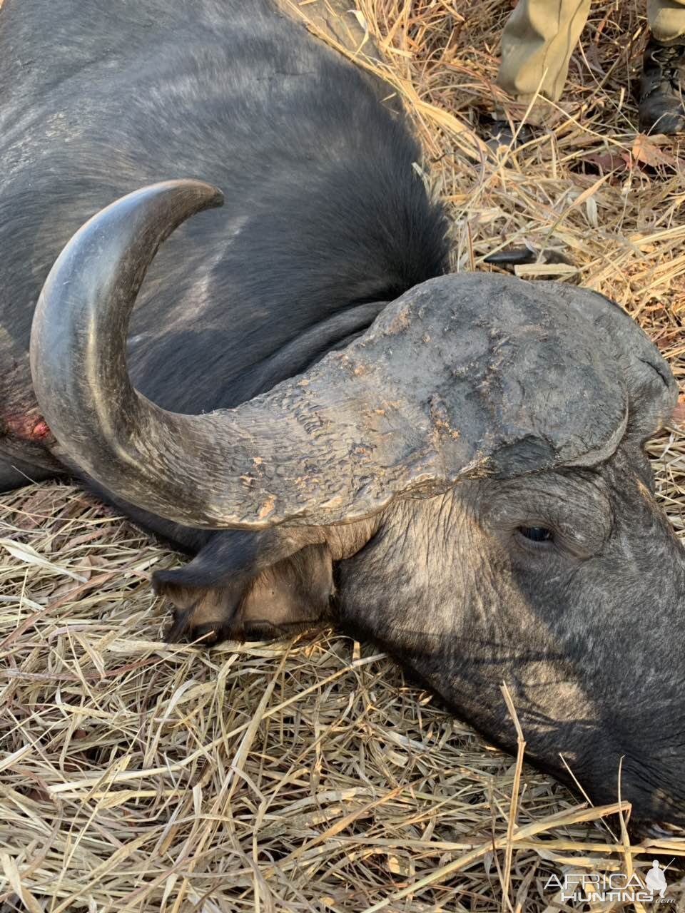 Cape Buffalo Hunt Zambia