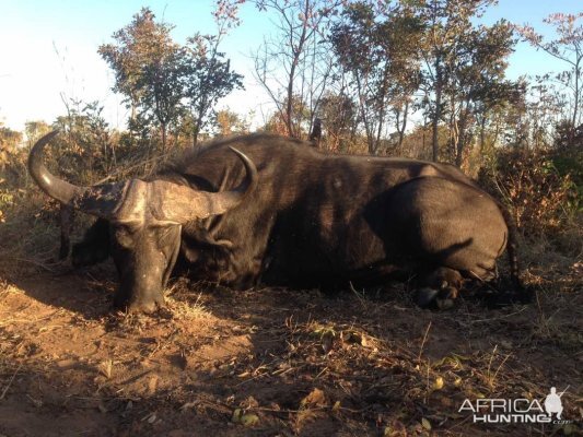 Cape Buffalo Hunt Zimbabwe