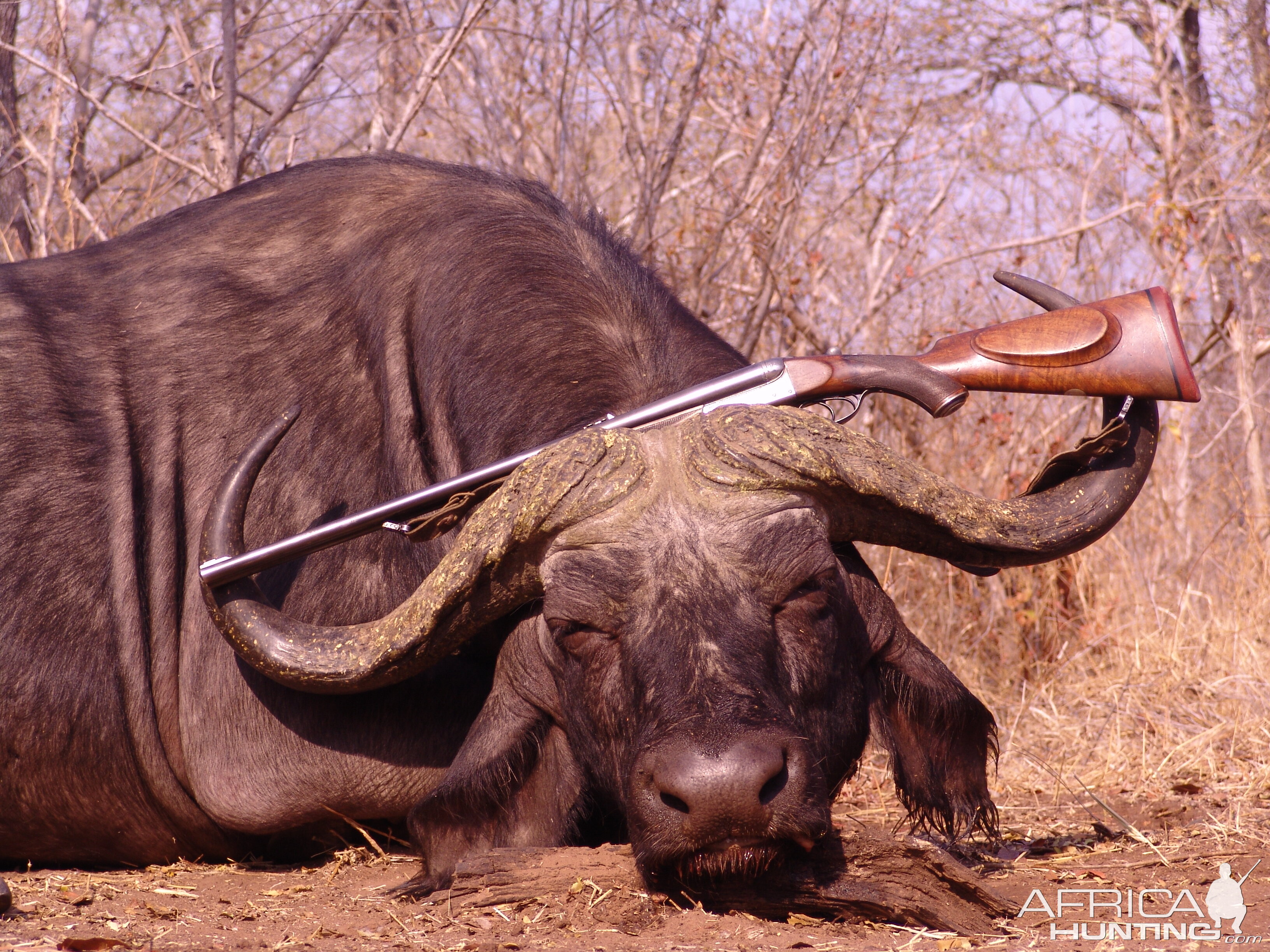 Cape Buffalo Hunt Zimbabwe