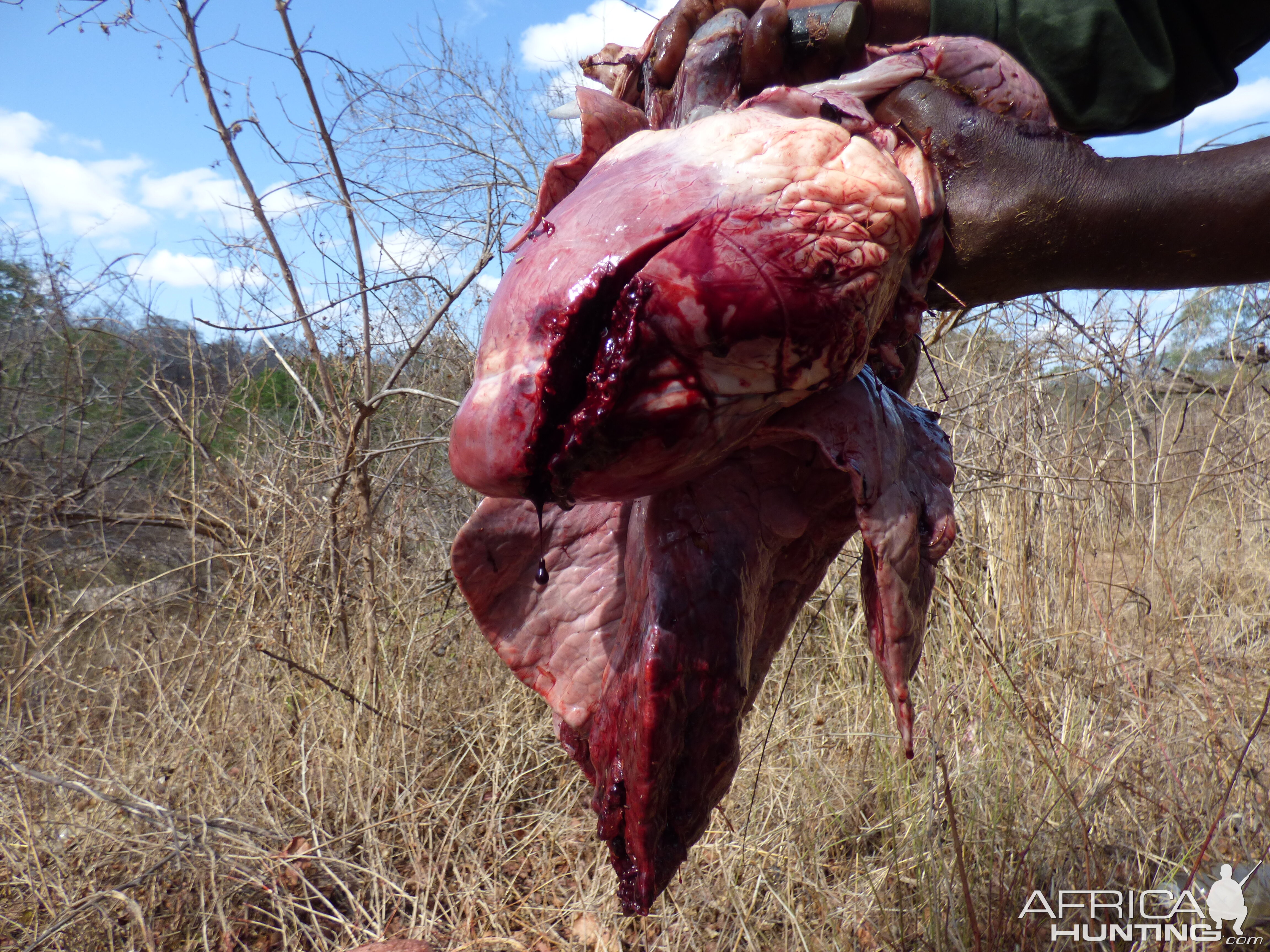 Cape Buffalo Hunt Zimbabwe