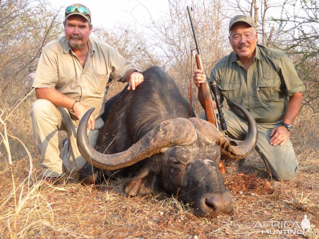 Cape Buffalo Hunt Zimbabwe