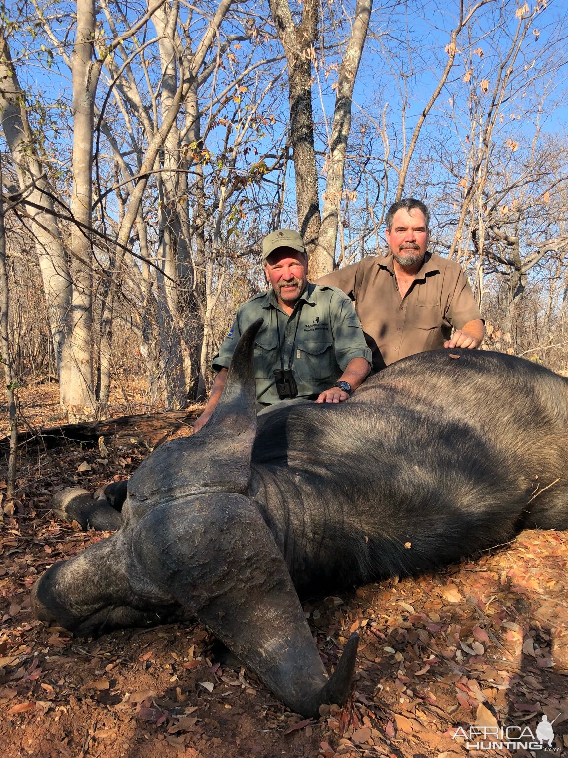 Cape Buffalo Hunt Zimbabwe