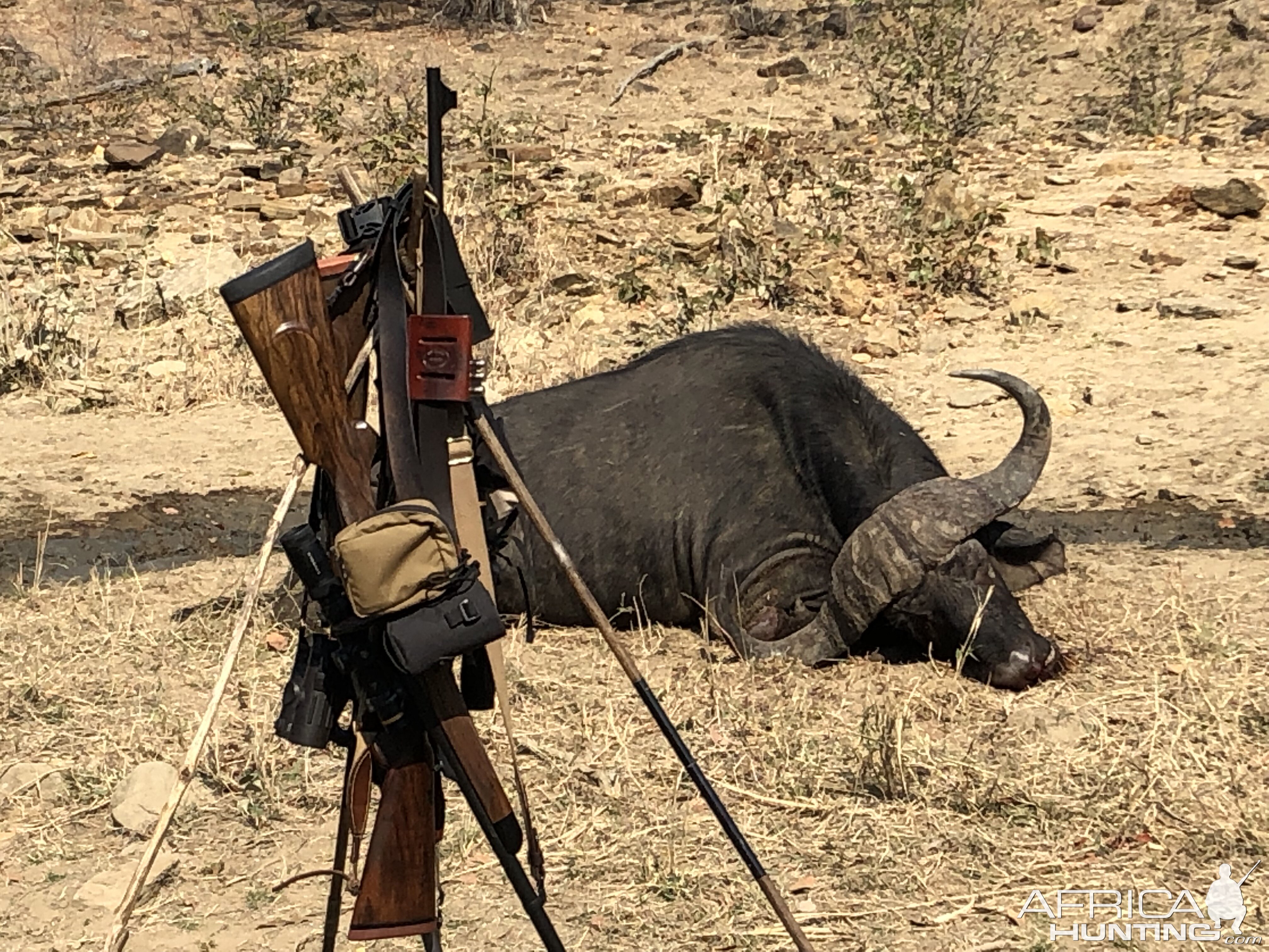 Cape Buffalo Hunt Zimbabwe