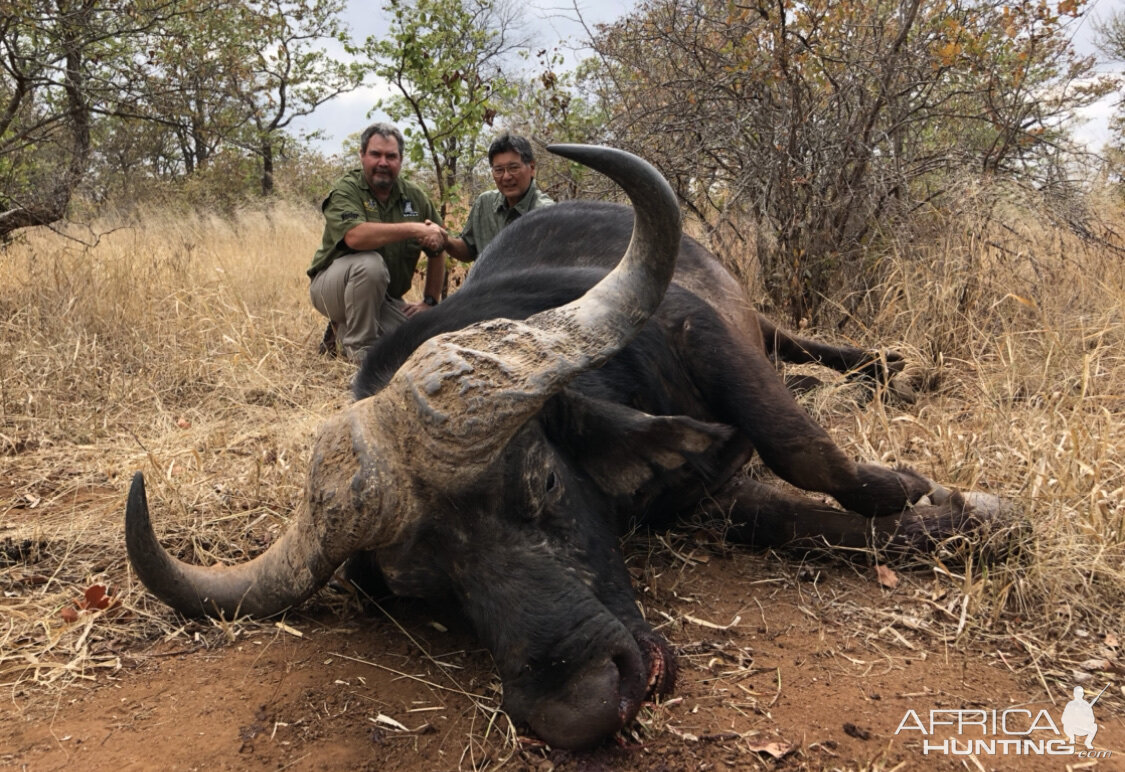 Cape Buffalo Hunt Zimbabwe