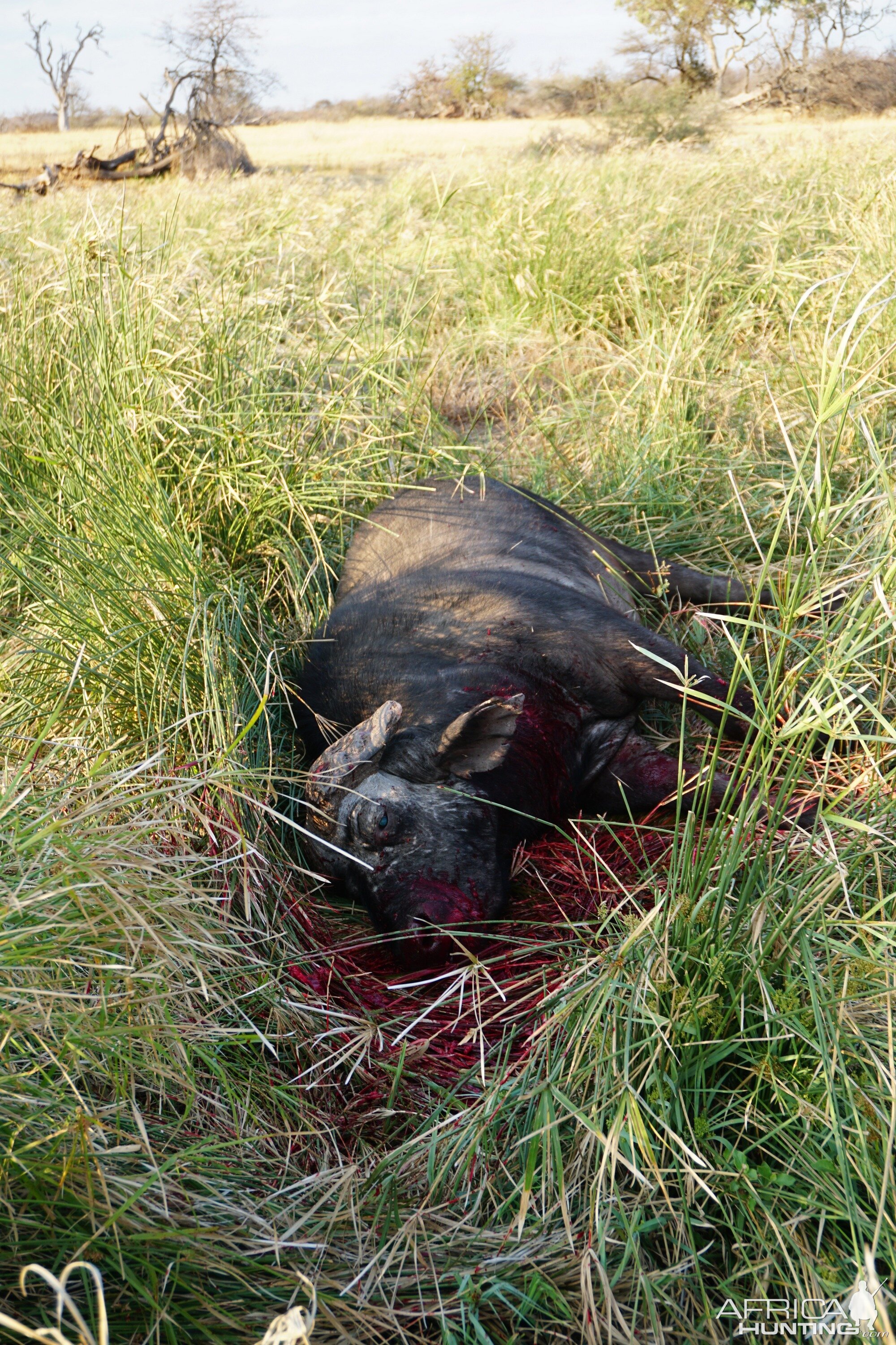 Cape Buffalo Hunt