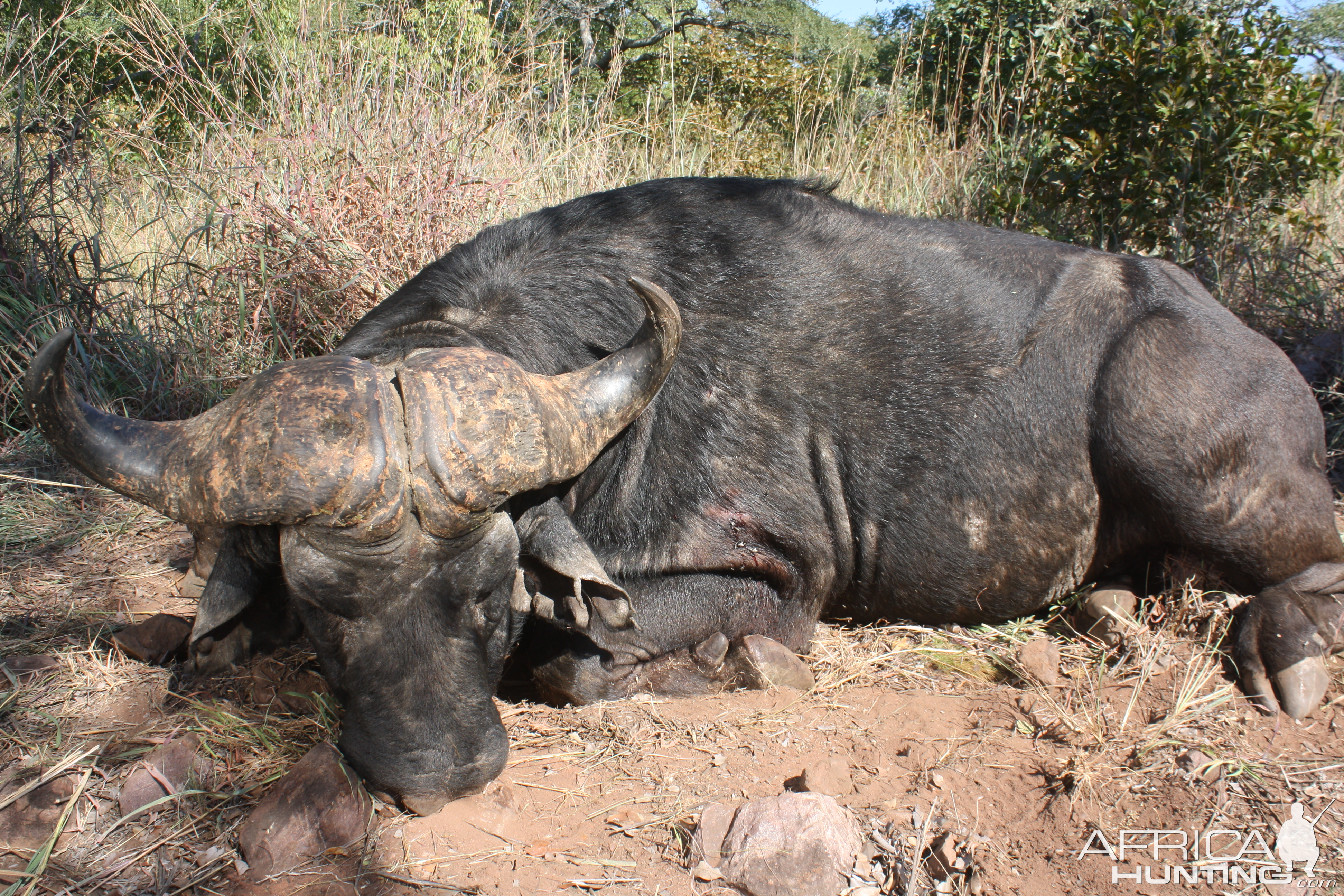 Cape Buffalo Hunt