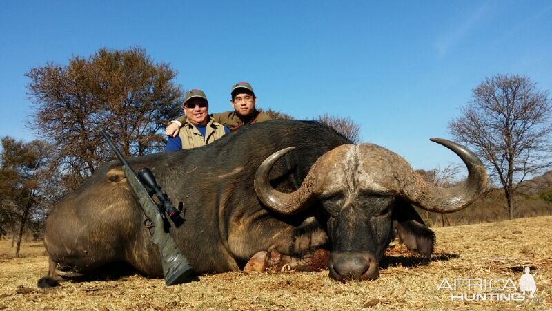 Cape Buffalo Hunt