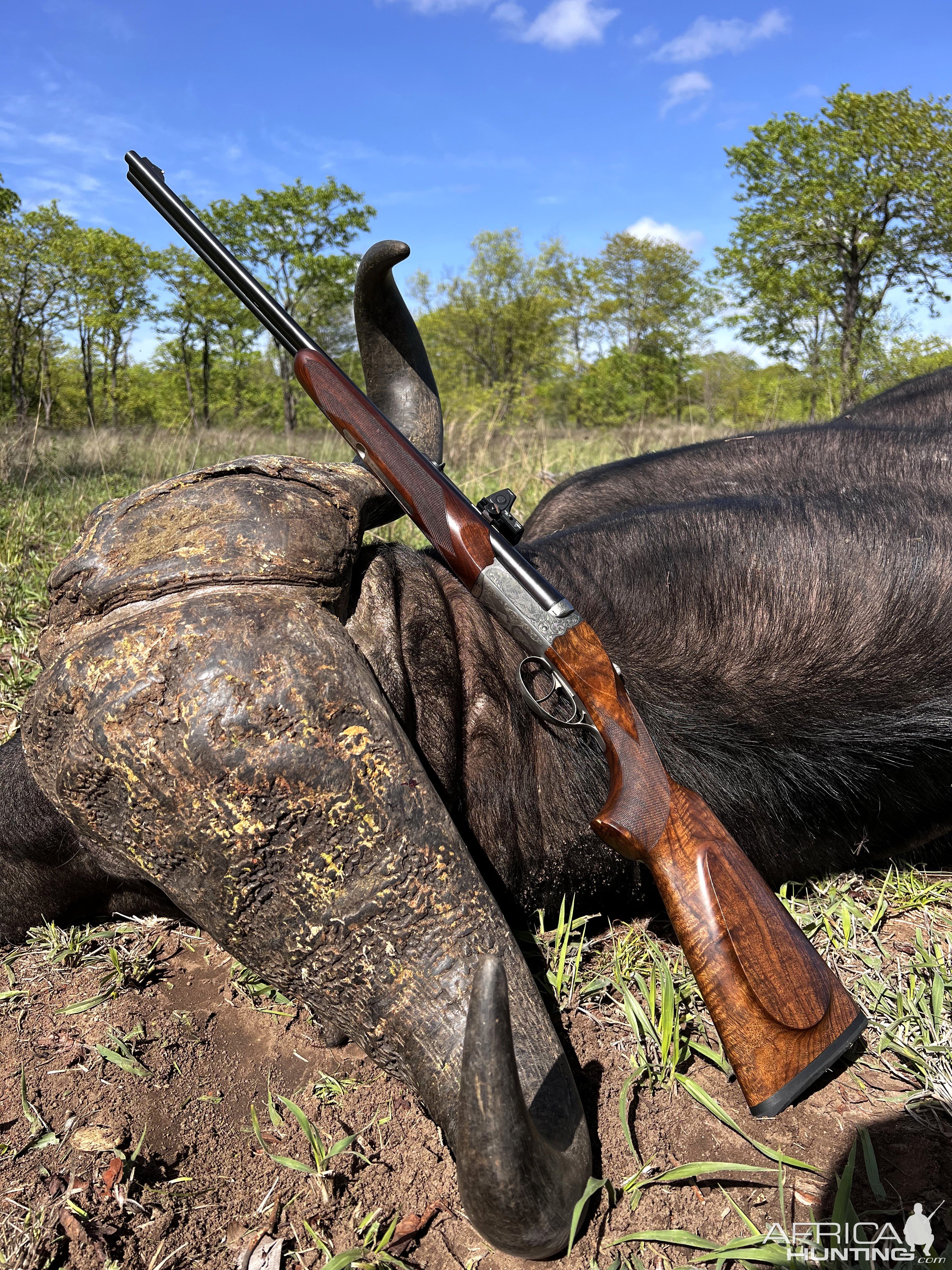 Cape Buffalo Hunt